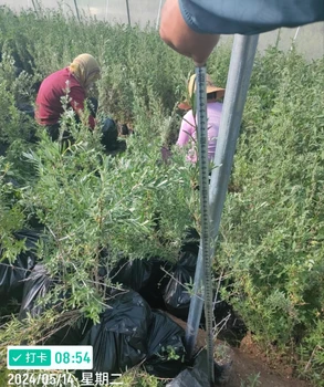 沙棘發(fā)西藏新疆四川沙棘60公分70公分80公分