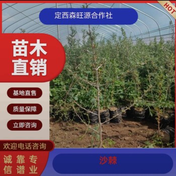 沙棘种植多，沙棘面积大，沙棘