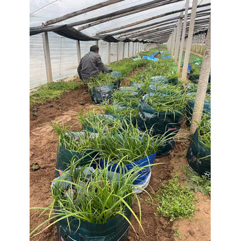嶗峪苔草供應(yīng)基地