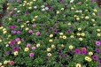 南非万寿菊开花早花期长喜温暖气候基地种植观赏性较好