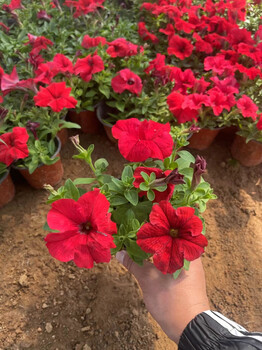 矮牽牛花卉種植基地耐高溫易成活路邊觀賞多顏色花市政綠化