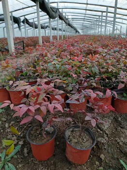 南天竹種植基地