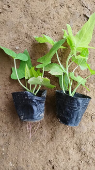 草花供應(yīng)金葉薯杯苗基地盆栽金葉薯工程苗顏色艷麗遍地金黃