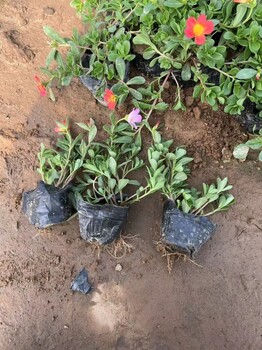 太陽花盆栽小苗種植基地