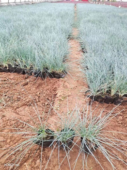 蓝羊茅基地发货冷季型观赏草园林绿化点缀种植