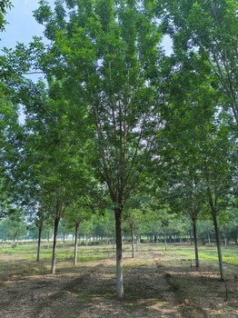 白蠟綠化用樹(shù)，胸徑18公分白蠟多少錢(qián)
