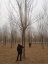 18、19公分白蠟樹價(jià)格，山東白蠟基地