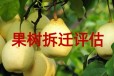 锦州苹果树拆迁评估，葡萄树拆迁评估，樱桃树拆迁评估