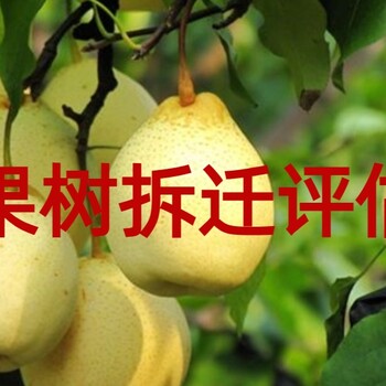 眉山橘子樹(shù)拆遷評(píng)估，果園拆遷評(píng)估，粑粑柑拆遷評(píng)估