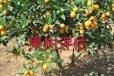南昌橙子树征地评估，柚子树征地评估，草莓树征地评估