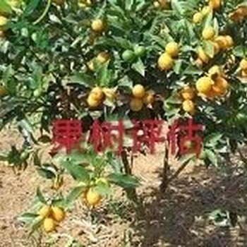 眉山橘子樹(shù)拆遷評(píng)估，果園拆遷評(píng)估，粑粑柑拆遷評(píng)估