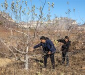 金華林地評估，香榧經濟林評估