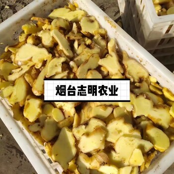 泉州新款蓮藕自動切片機廠家批發(fā)