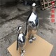 企鵝 (5)