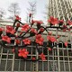 木棉花 (3)