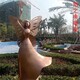 仙子蝴蝶 (3)