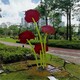 玫瑰花 (4)