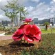 玫瑰花 (6)
