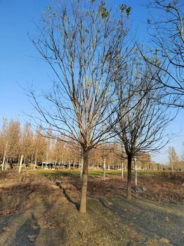18公分國槐樹基地18公分國槐樹價格