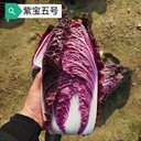 紫寶五號(hào)白菜種子