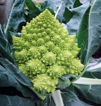 寶塔花菜種子，花球優(yōu)美，鮮綠色，小花球?qū)毸?>
                        </div>
                        <div   class=
