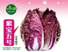紫寶五號白菜種子