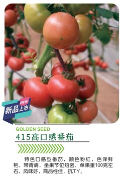 415口感番茄種子，顏色粉紅，色澤鮮艷，帶青肩，