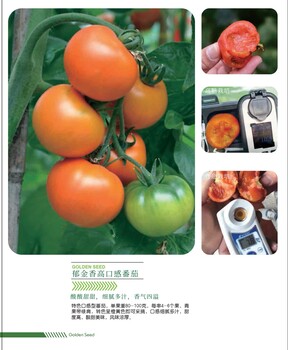 郁金香高口感番茄（口）齒生津
