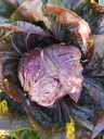 結(jié)球紅菊苣種子bejo