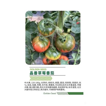 晶番草莓番茄，綠肩濃，高圓，圓潤，較耐裂，亮度好