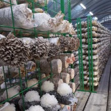 食用菌出菇网格架蘑菇架子温室大棚蘑菇菌架