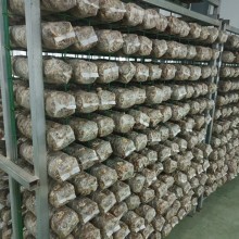 食用菌出菇网架香菇种植蘑菇培养架