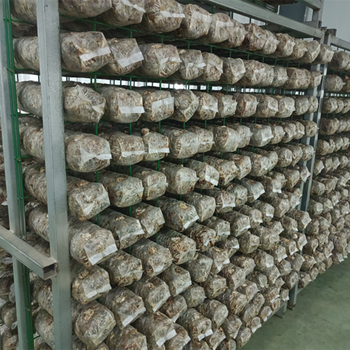 食用菌出菇網(wǎng)架香菇種植蘑菇培養(yǎng)架
