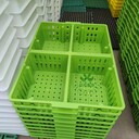 雞苗筐四格加固雛雞周轉筐雞苗運輸筐