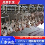 肉鴿屠宰宰殺設備一整套價格