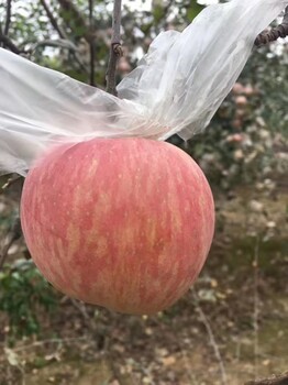 陕西大荔冷库冰糖心苹果，红香酥梨库尔勒香梨代购代销及时雨果蔬