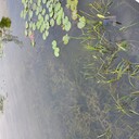 四川河湖水生態(tài)修復(fù)技術(shù)底泥團(tuán)粒結(jié)構(gòu)改良劑