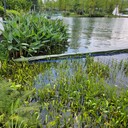 江蘇河道湖泊濕地水生態(tài)修復(fù)技術(shù)原位底泥團(tuán)粒改良劑