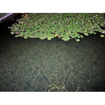 苏州河湖黑臭绿藻水体快速净化中性无机矿物絮凝剂