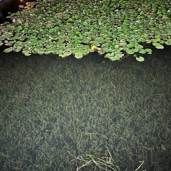 池州河湖黑臭水體治理技術(shù)中性無(wú)機(jī)礦物水體凈化劑