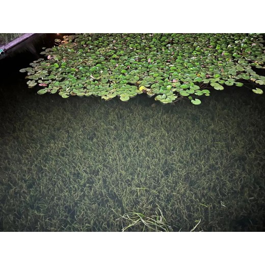 北京黑臭绿藻中性无机复合矿物水体修复剂