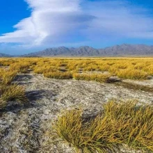 寧波沿海灘涂稻田鹽堿土壤團(tuán)粒結(jié)構(gòu)改良修復(fù)劑銷售圖片