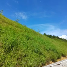 重慶山地經(jīng)濟(jì)農(nóng)林作物種植植物抗旱土壤保水劑