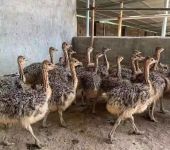 非洲鸵鸟苗鸵鸟养殖技术分析鸵鸟好养殖吗鸵鸟养殖场