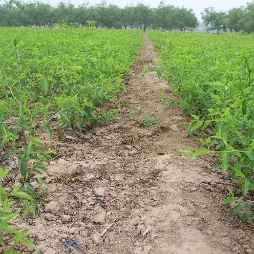 出售酸棗樹苗+晉酸3號雙仁酸棗苗批發(fā)價格