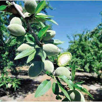 出售紙皮巴旦木小苗+巴旦木苗價格