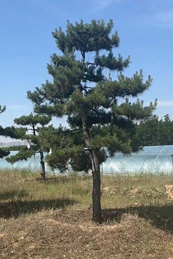 出售造型松+造型油松多少錢一棵+哪里有賣造型油松的