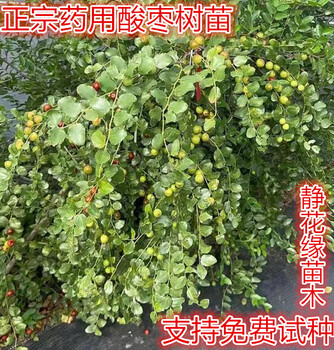 出售高產(chǎn)藥用晉酸三號雙仁酸棗樹苗，酸棗苗批發(fā)價格