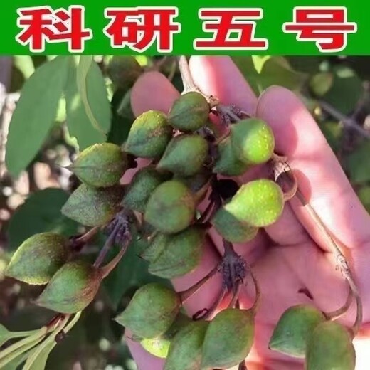 山西科研五號(hào)大果連翹苗產(chǎn)地直發(fā)藥用3號(hào)高產(chǎn)連翹苗批發(fā)