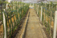 广西农业双滴灌技术末端流量计算设计安装灌溉效果好